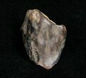 Worn Triceratops Tooth - Montana #4463-1